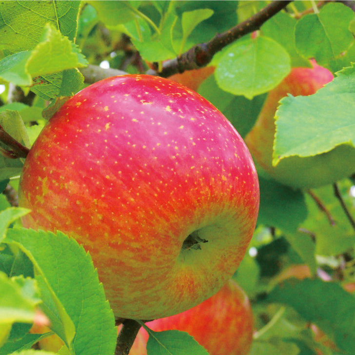 群馬県産へのこだわり